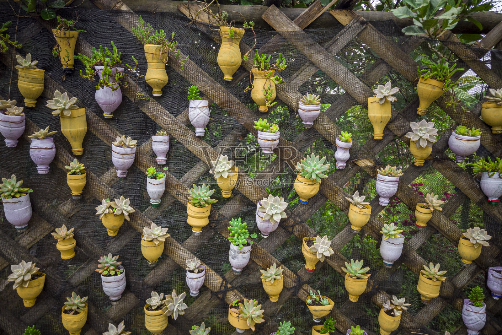 可持续性，重复使用宠物瓶，把它们变成花盆来种植多肉植物照片摄影图片