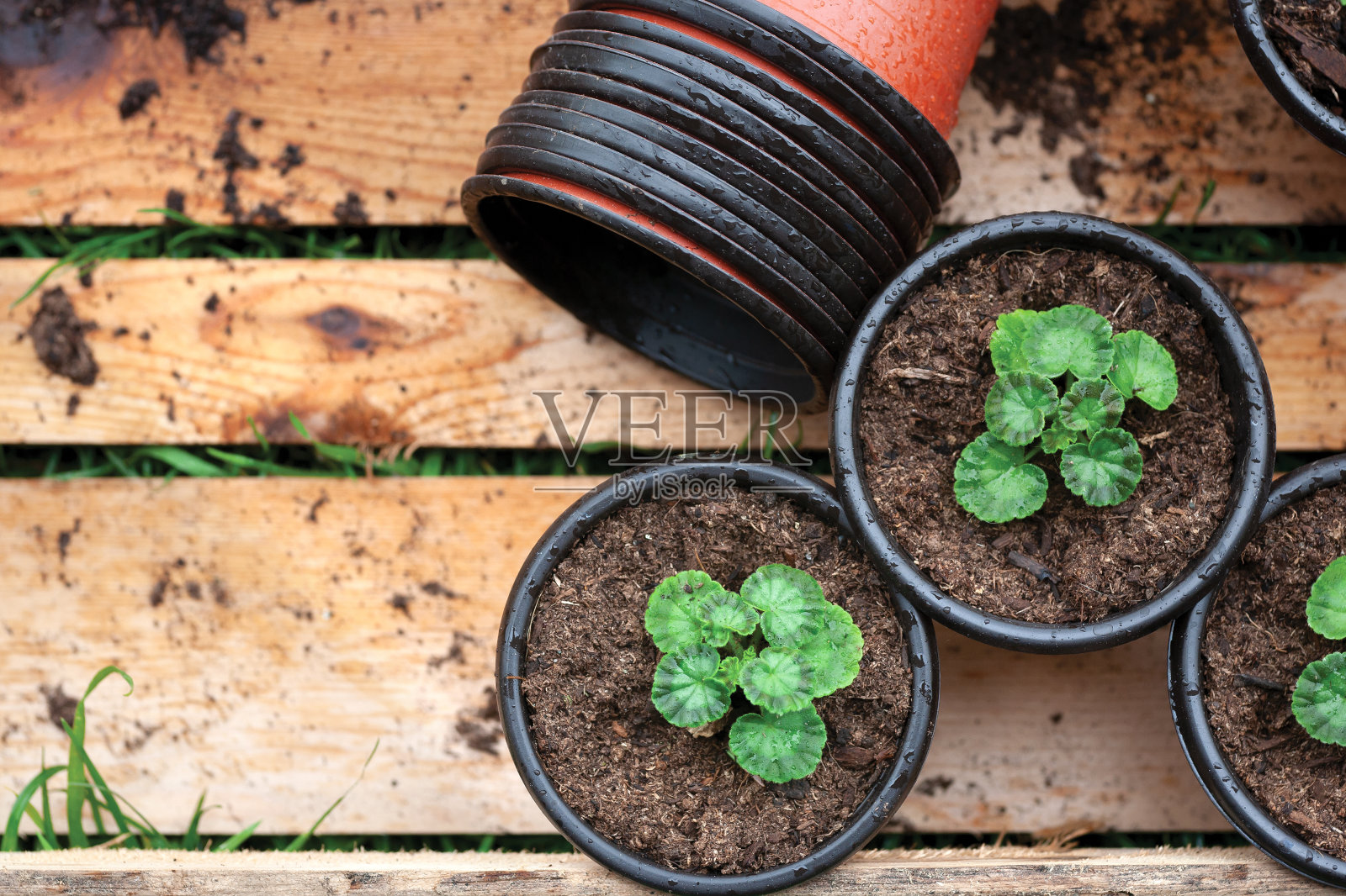 花盆中的幼苗照片摄影图片