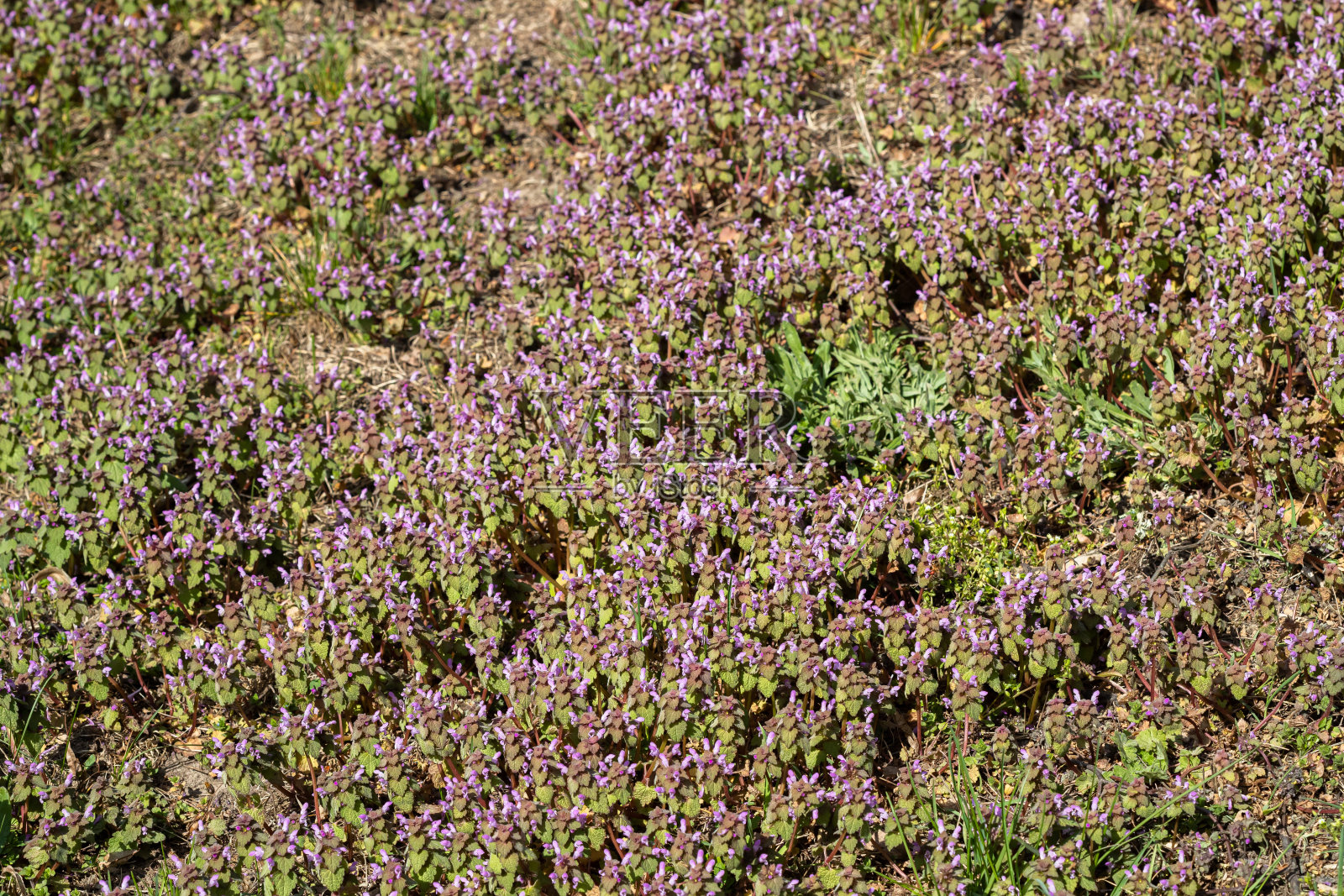 模糊背景下的夏季草地上的紫色Lamium的紫罗兰花照片摄影图片