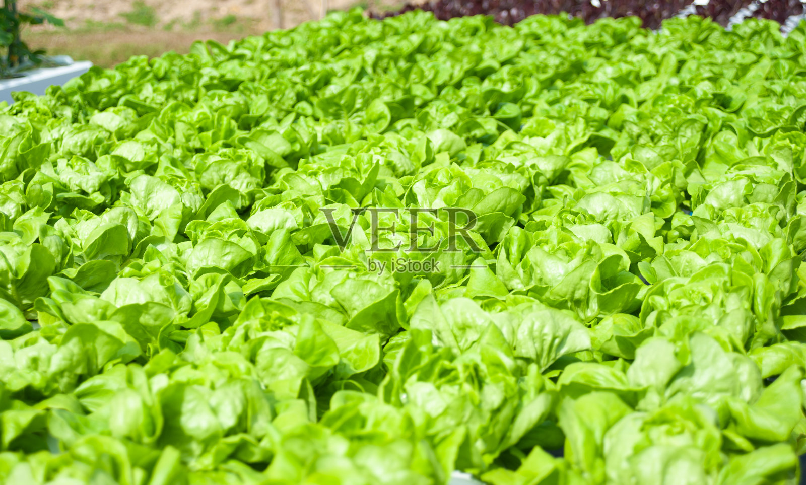 水培菜园在田间。照片摄影图片