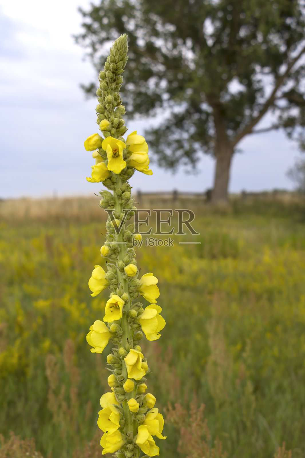 Verbascum花。在园艺和景观美化中，Verbascum因其高而窄的身材而受到重视照片摄影图片