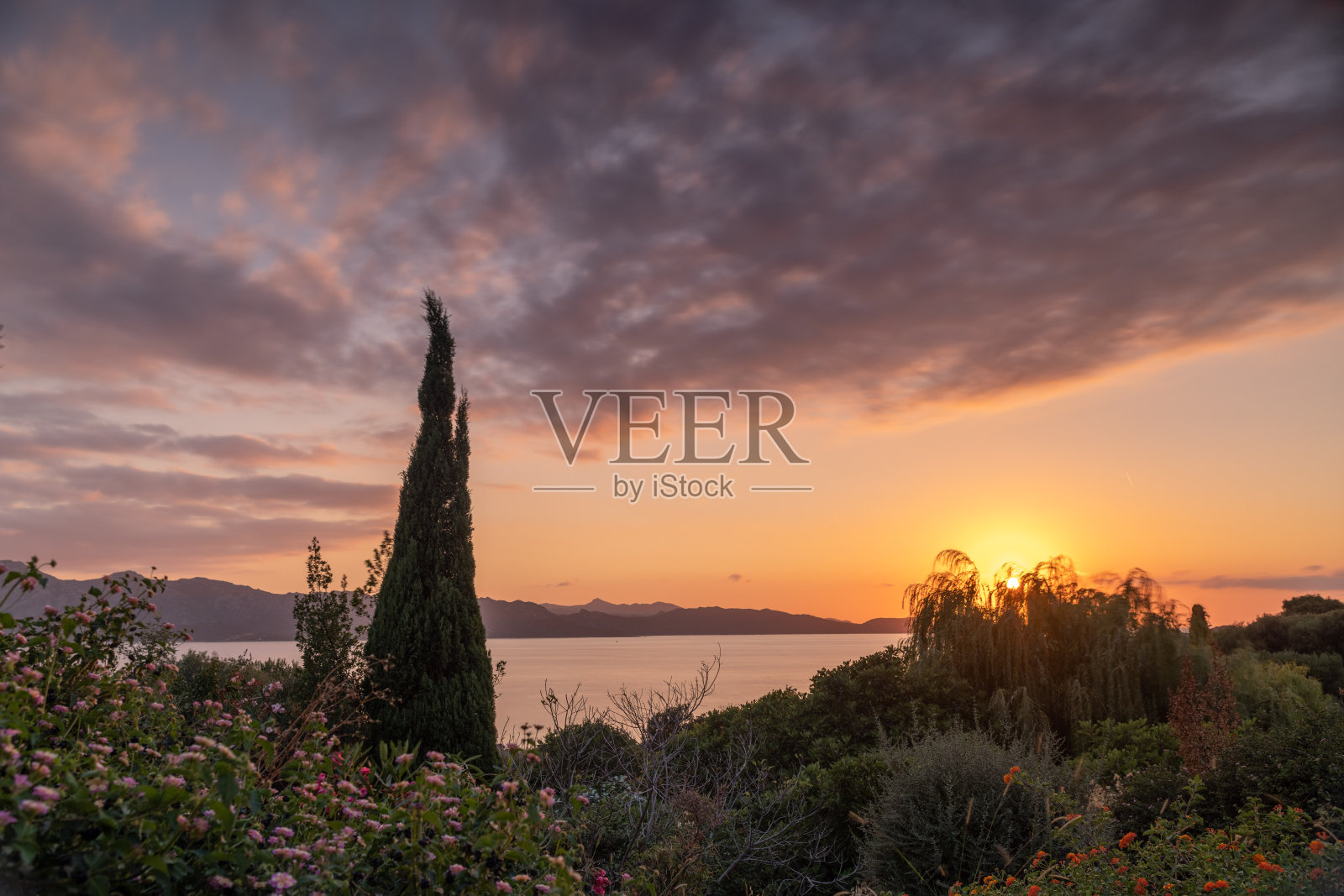 花园里的日落照片摄影图片