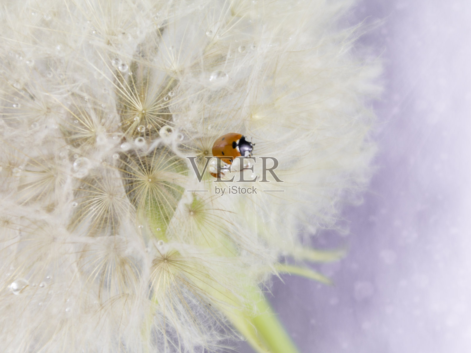 蒲公英上的瓢虫，特写，散拍照片摄影图片