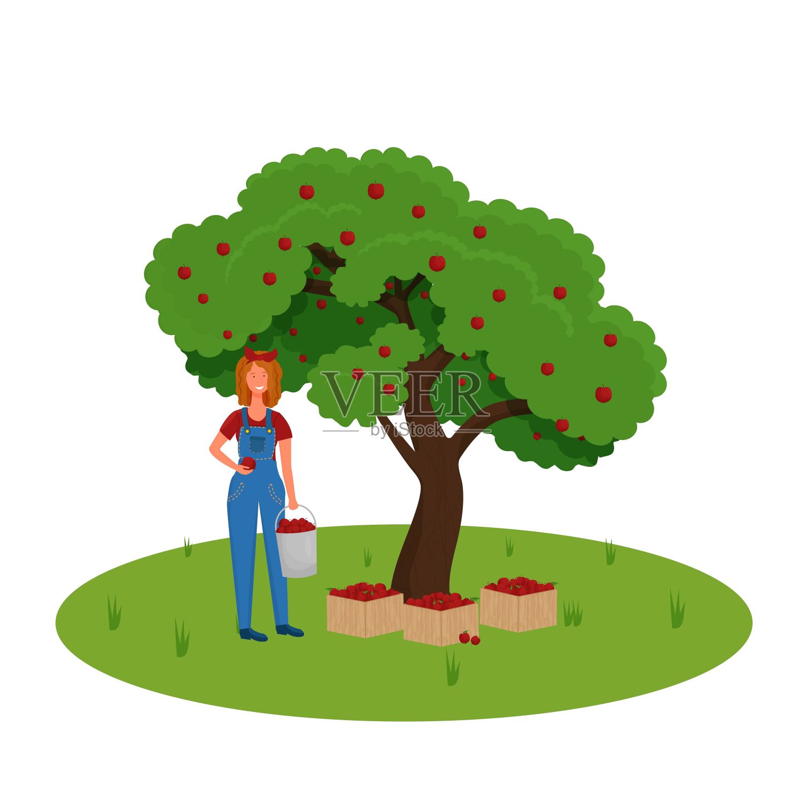 女农民采摘苹果装箱。人物从绿色有机树上采摘成熟的水果设计元素图片