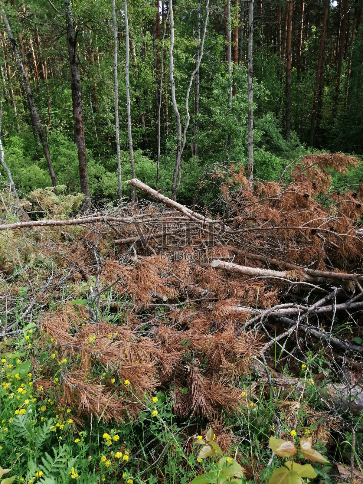 锯树干。木头在森林里被砍成了树桩。锯过的松树上的柴禾散落在地上。照片摄影图片