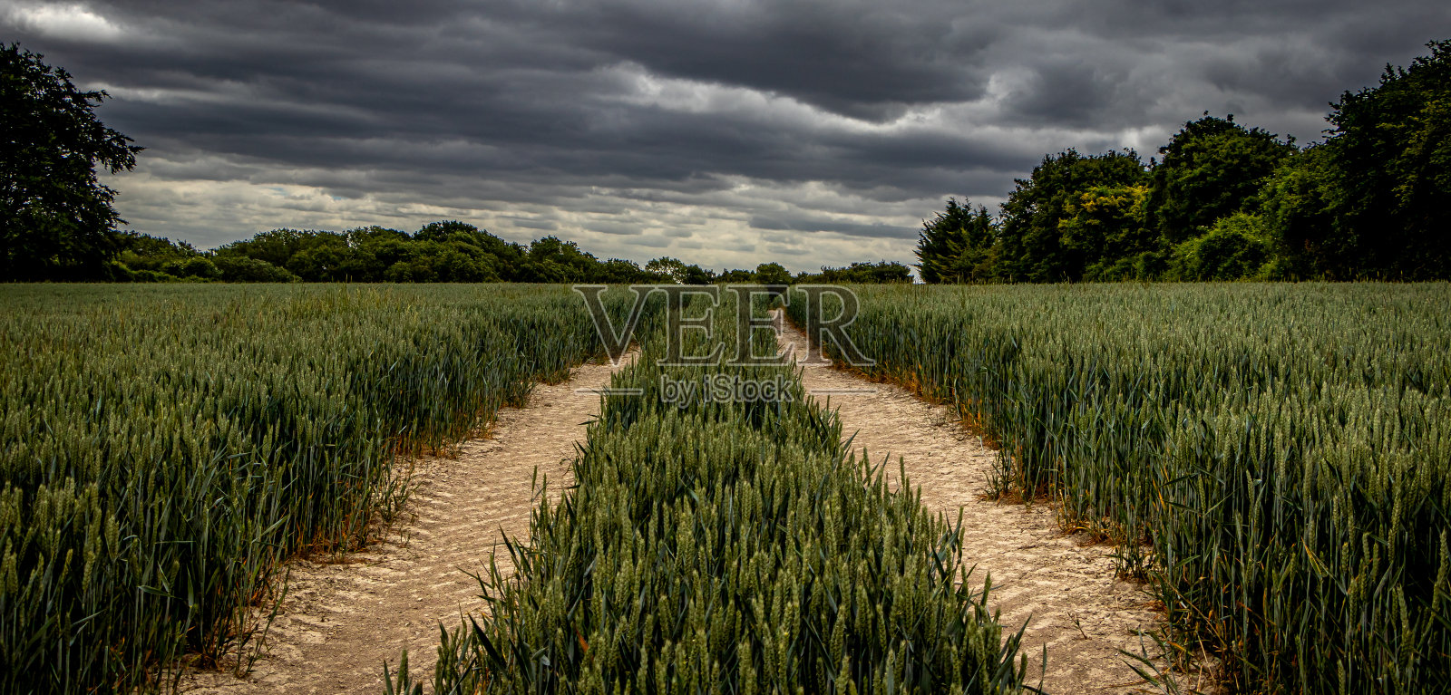 灰暗天空下的玉米地照片摄影图片