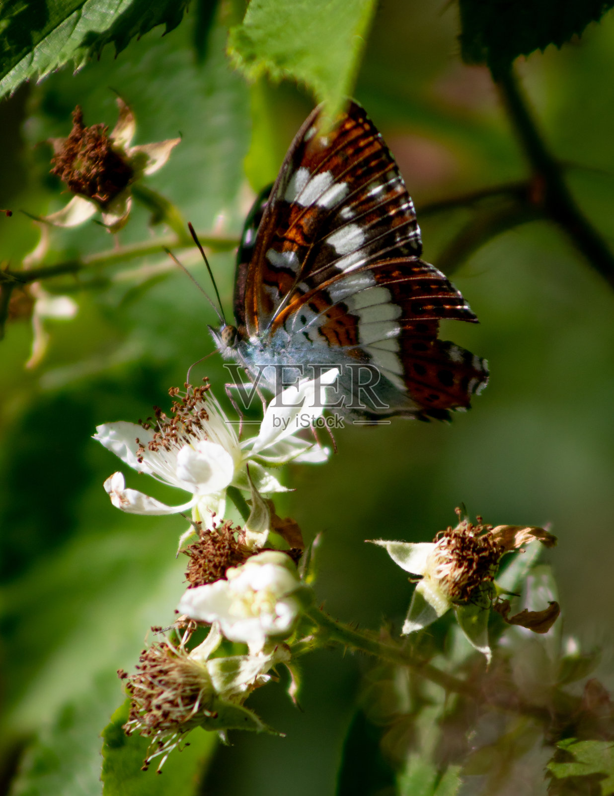 一只美丽的蝴蝶在休息照片摄影图片