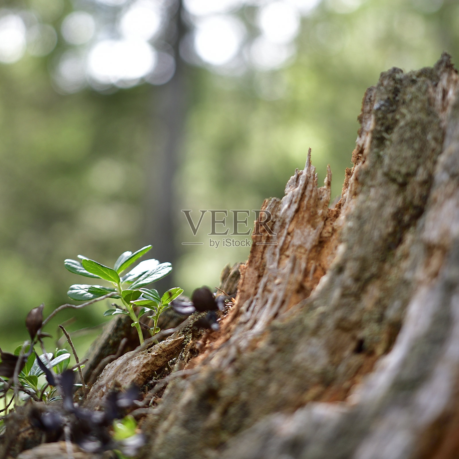 一株枯死的冷杉树干和一株新的蓝莓植物的对比照片摄影图片
