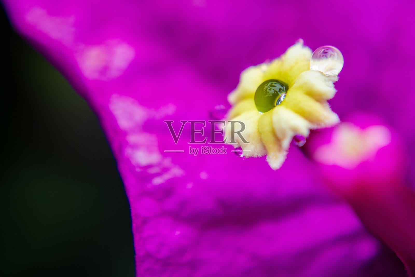 美丽的粉红色花，九重葛属，俗称九重葛，九重葛，papelillo，拿破仑，trinitaria，夏日和微风和圣丽塔照片摄影图片