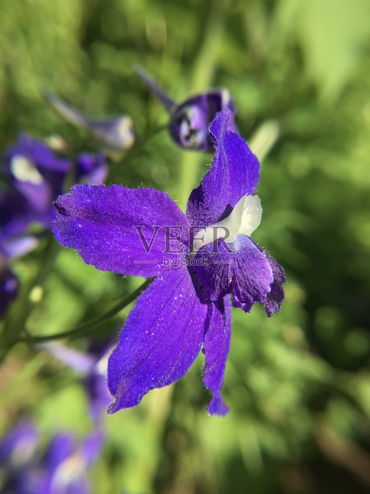 紫飞燕草花/双色飞燕草-特写微距摄影照片摄影图片