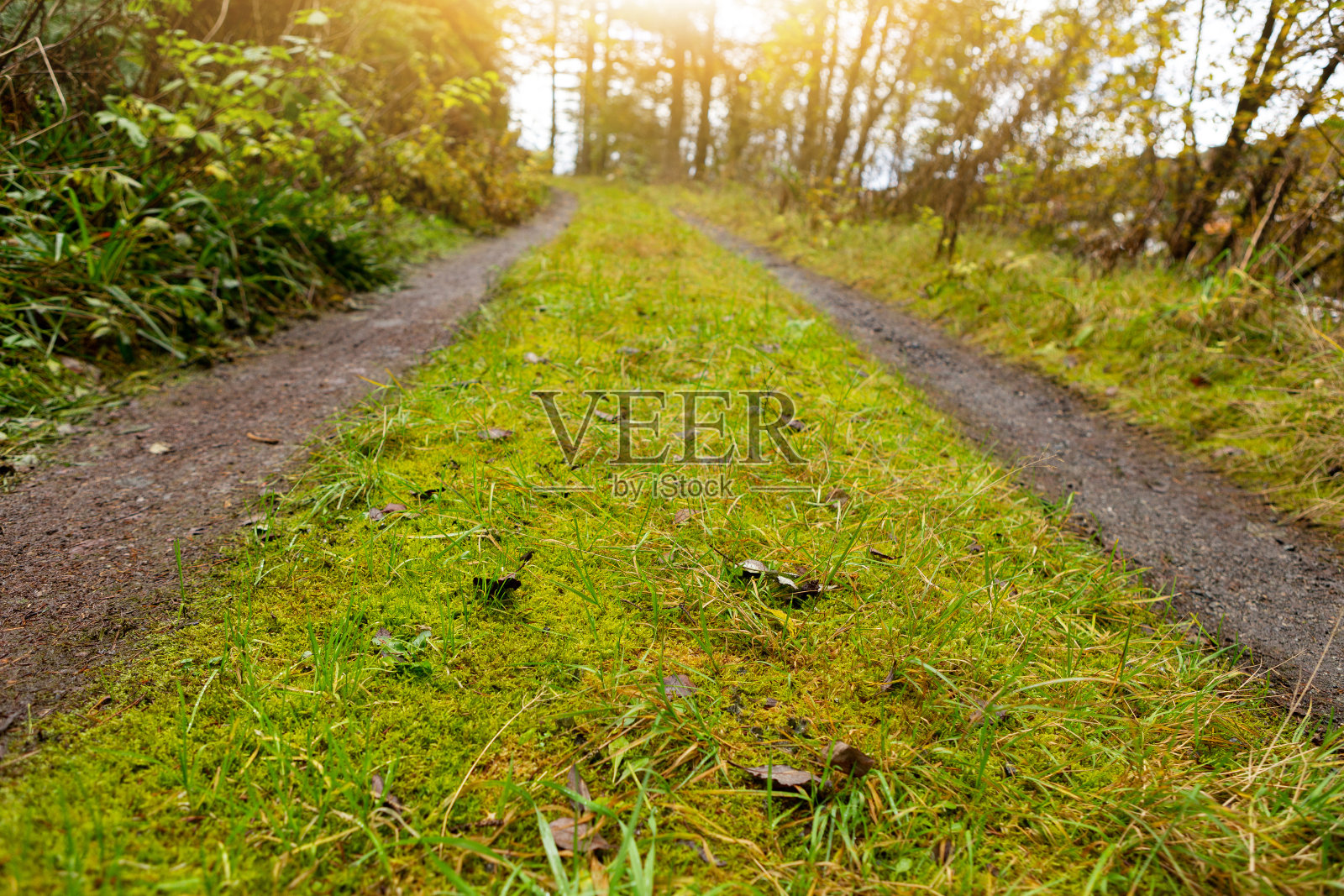 秋天的道路照片摄影图片