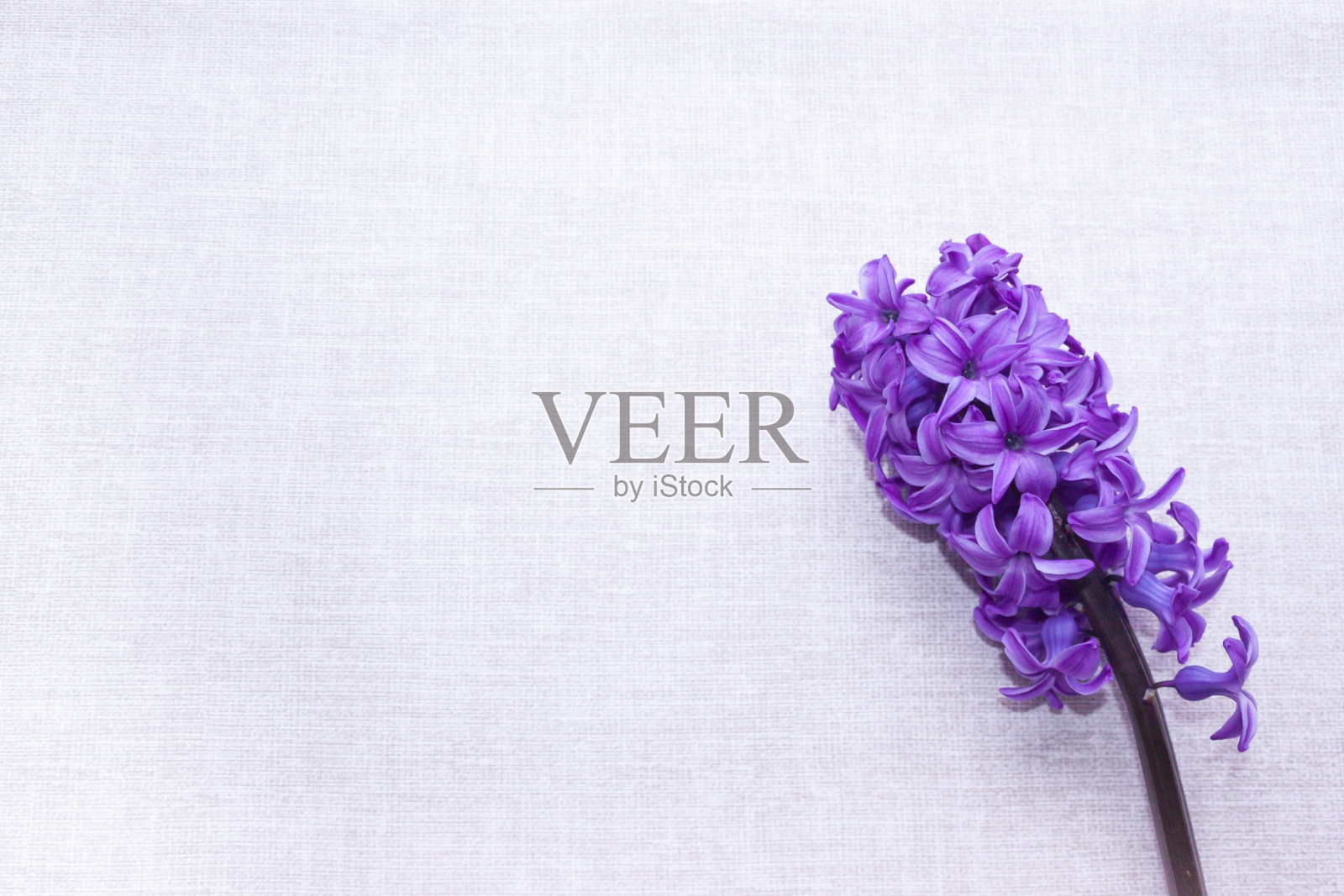 粉红色紫色风信子花的花序孤立在白色的背景旗帜上。温柔的春夏设计，为你复制空间文字照片摄影图片