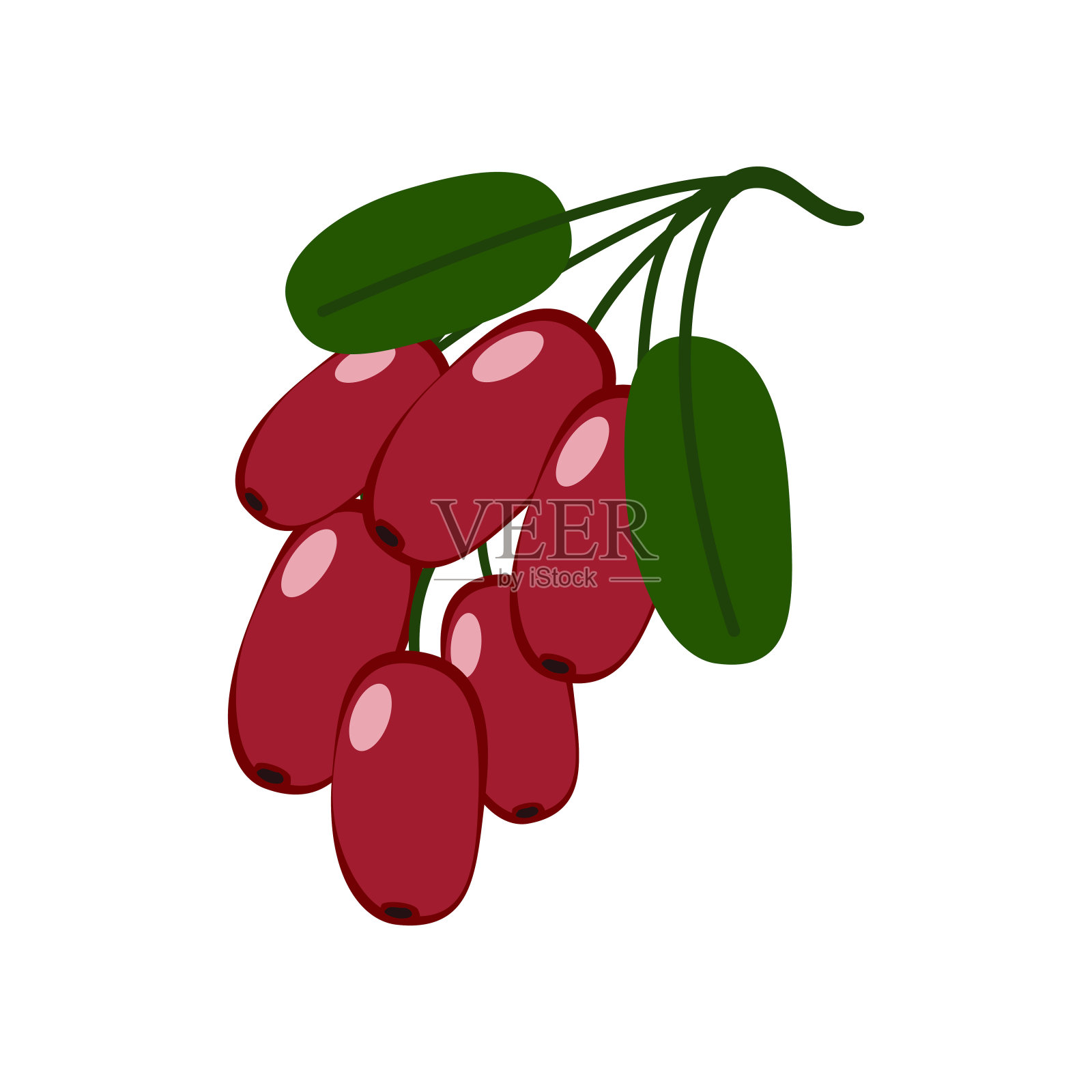 在白色背景上孤立的Barberry。插画图片素材