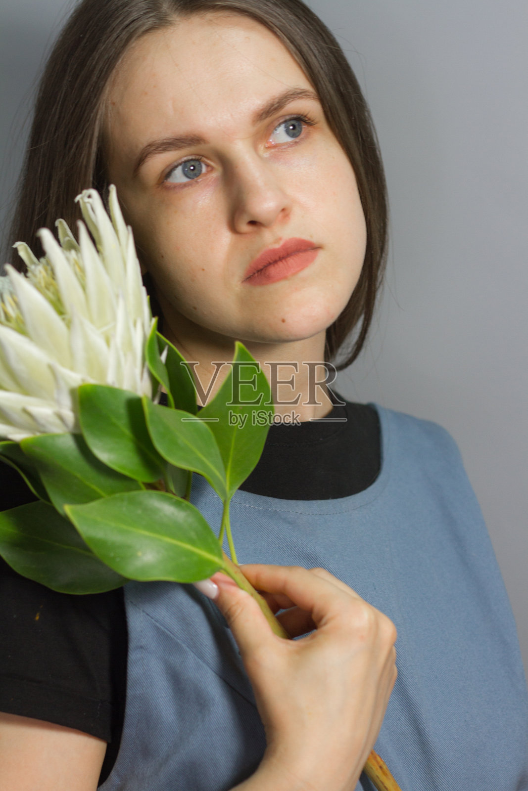 画像的黑发女孩持有白色巨大的protea，选择性焦点照片摄影图片