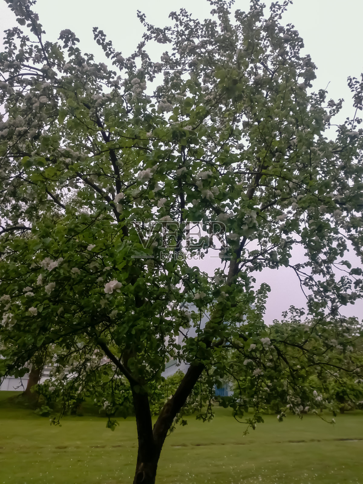 一棵满是绿叶和白花的树，从挪威的奥斯陆望去照片摄影图片