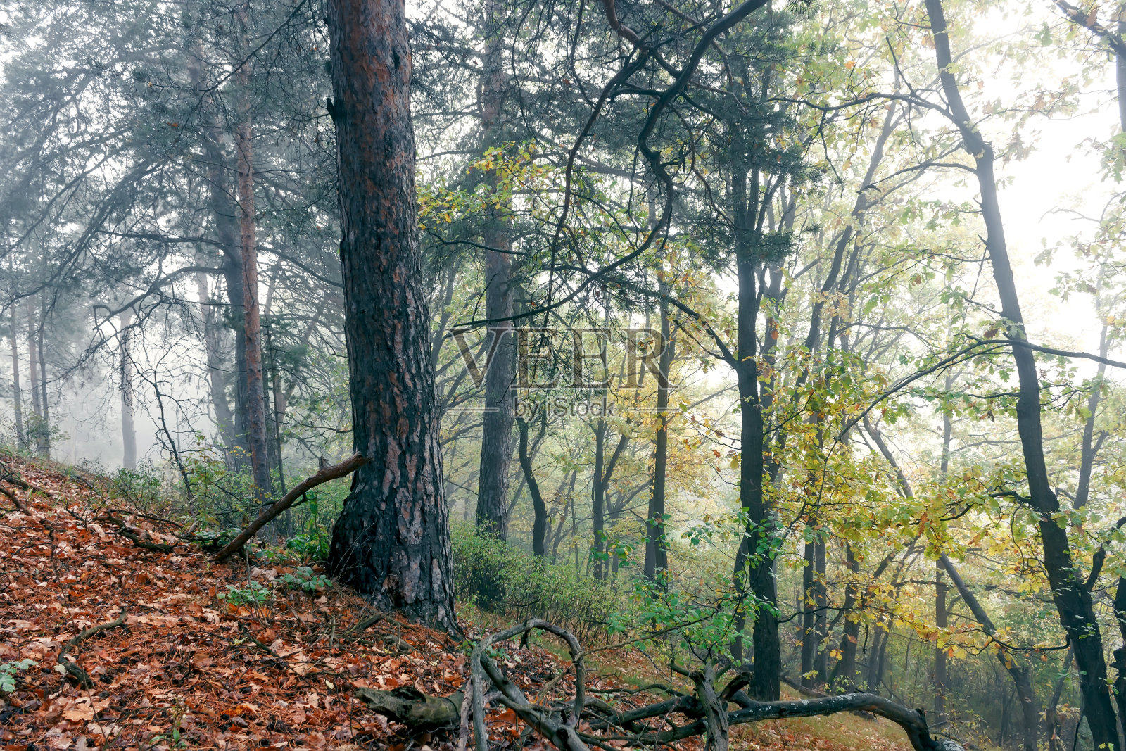 美丽的早晨在薄雾的秋天森林与日出。照片摄影图片