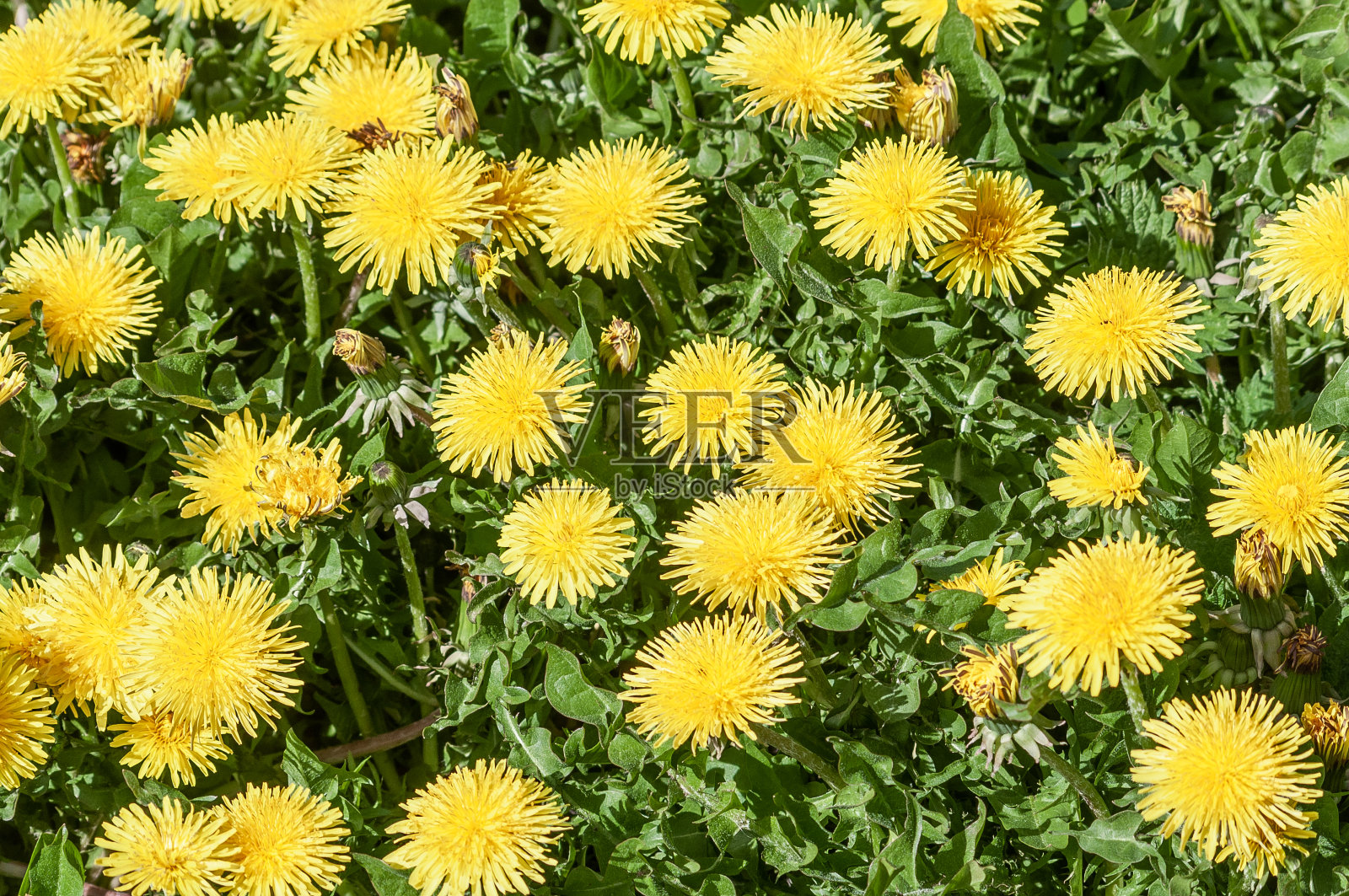 明亮的背景与黄色的蒲公英花照片摄影图片