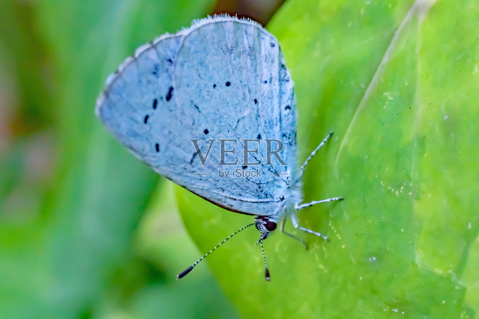 这是一只普通蓝蝴蝶休息时的微距特写照片摄影图片