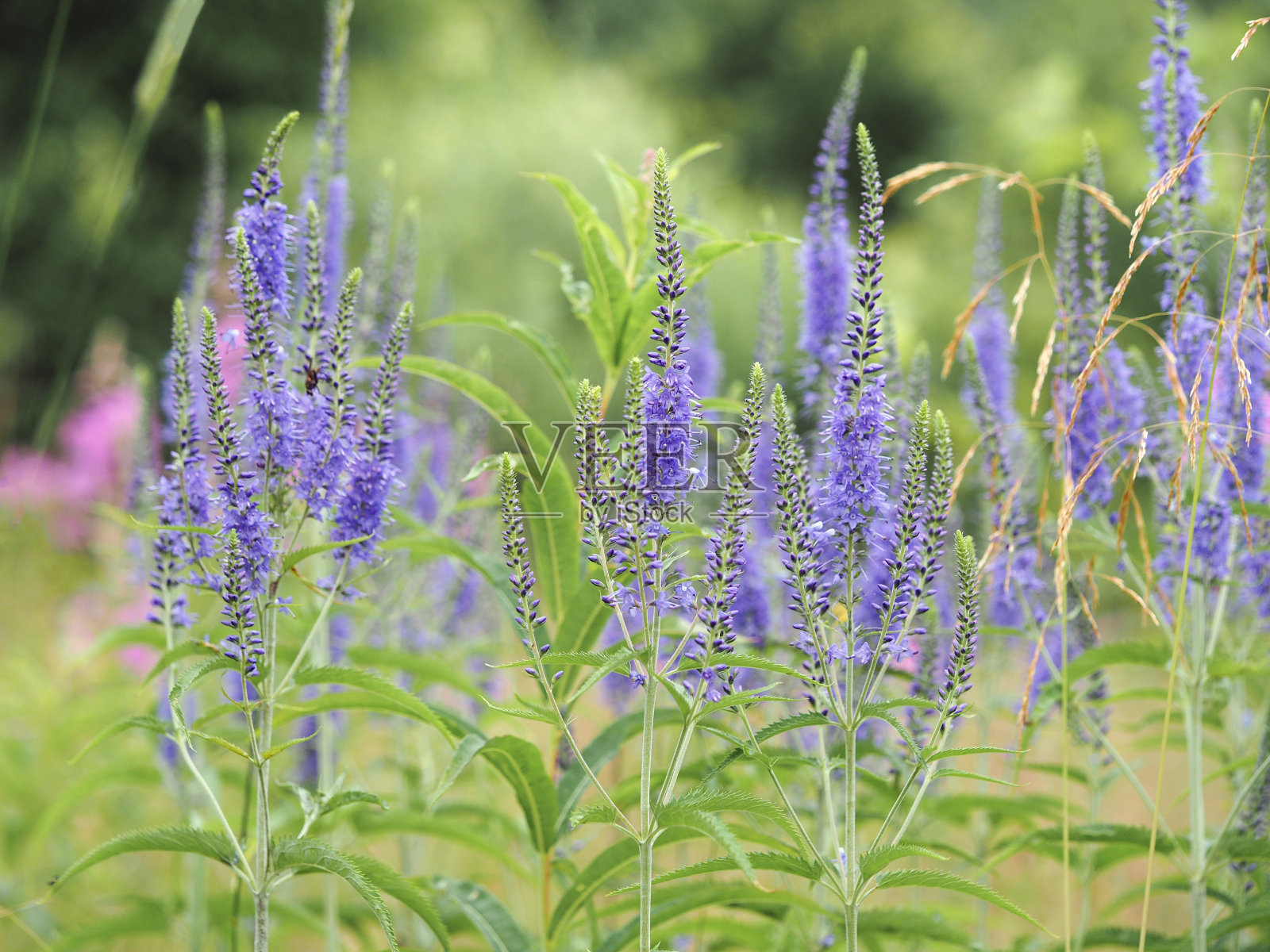 野外的丹参花照片摄影图片