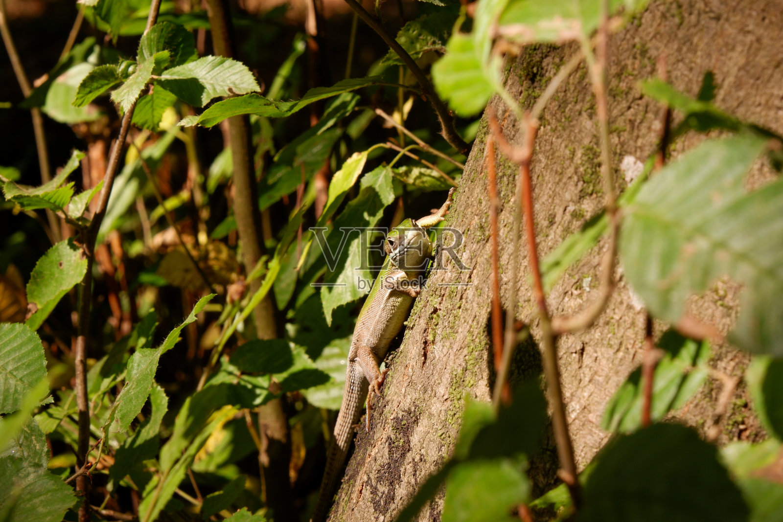 绿蜥蜴站在树上晒日光浴。照片摄影图片