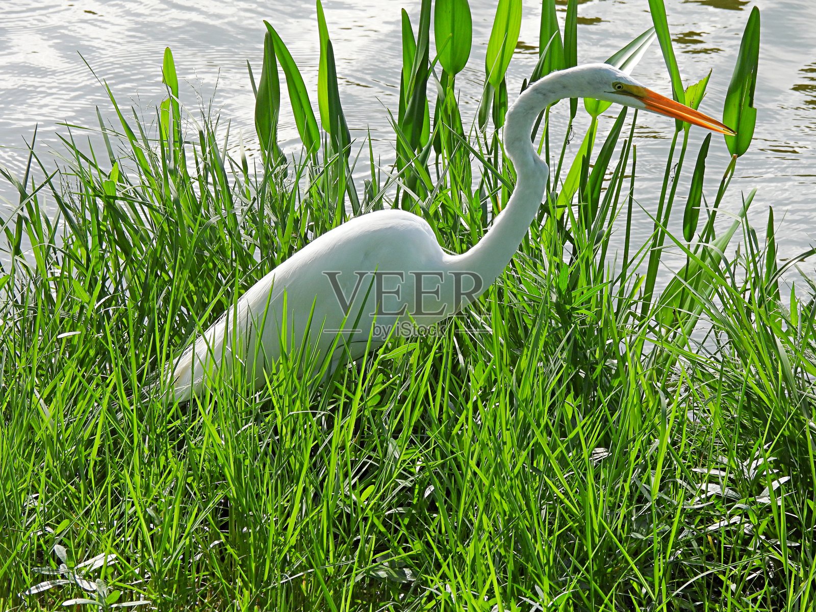 大白鹭(Ardea alba)在佛罗里达湖附近的高草照片摄影图片