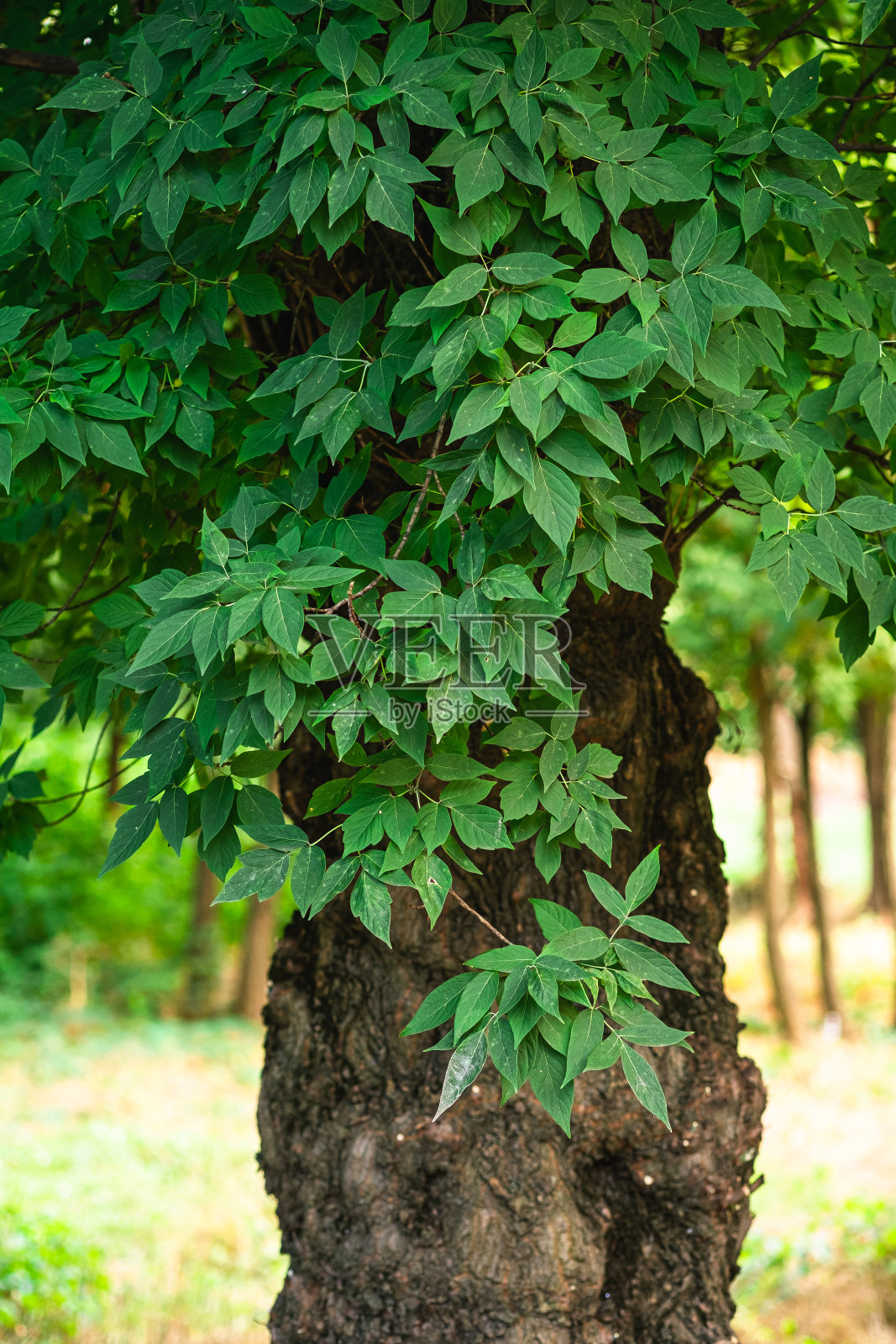 绿叶与阳光和阴影合在老树上，夏季春叶为背景，选择性聚焦照片摄影图片