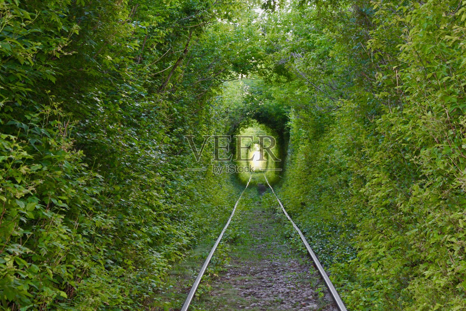 爱的拱门。大自然的奇迹。在铁路上方由树木缠绕而成的天然拱门。绿色的拱门隧道的树木在森林。爱的隧道。俄罗斯照片摄影图片