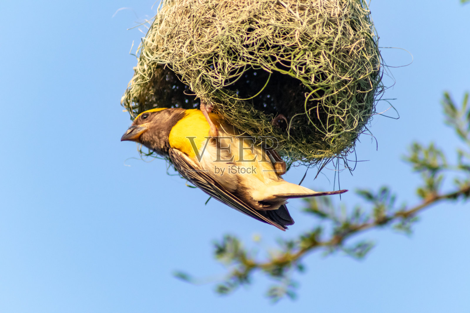 Baya韦弗特写镜头照片摄影图片
