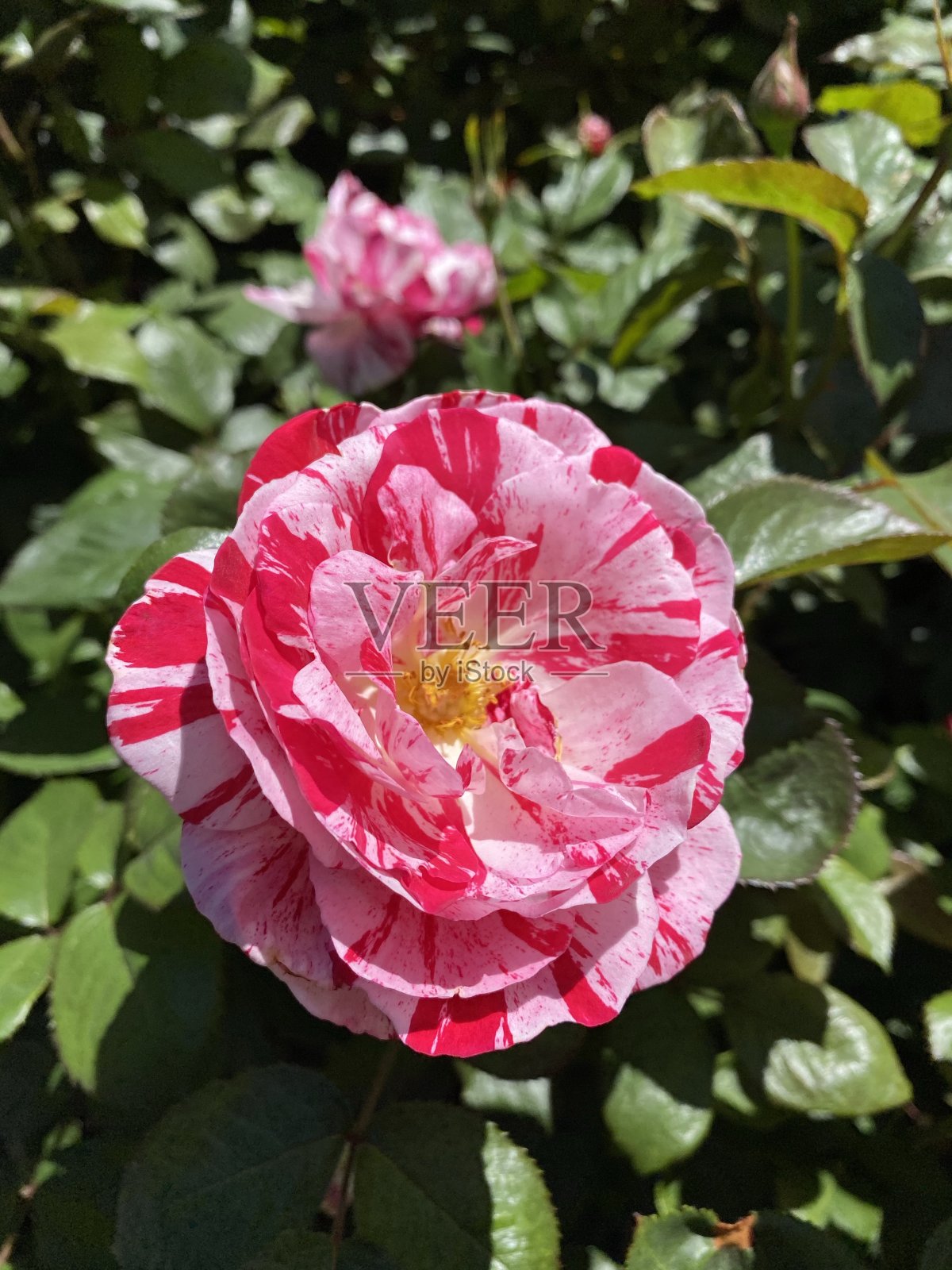 杂交粉玫瑰照片摄影图片