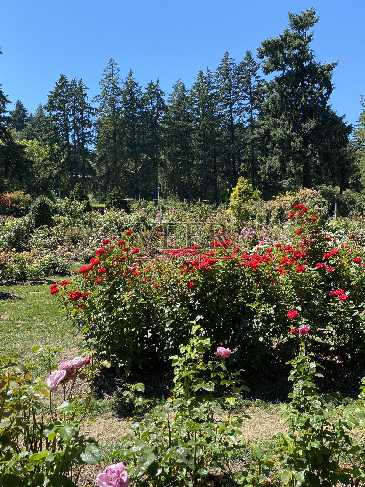 玫瑰在波特兰照片摄影图片