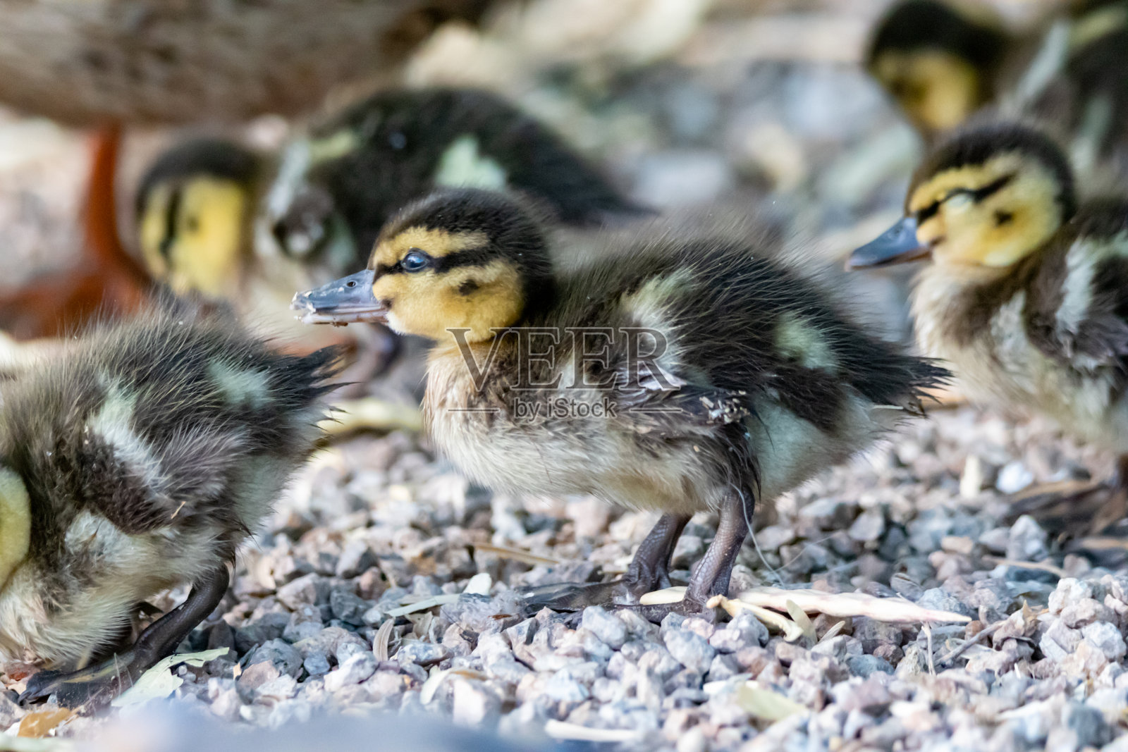 婴儿鸭照片摄影图片
