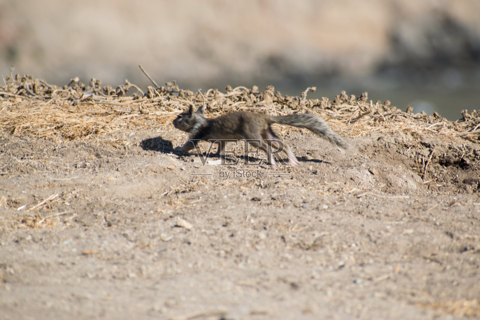 松鼠照片摄影图片