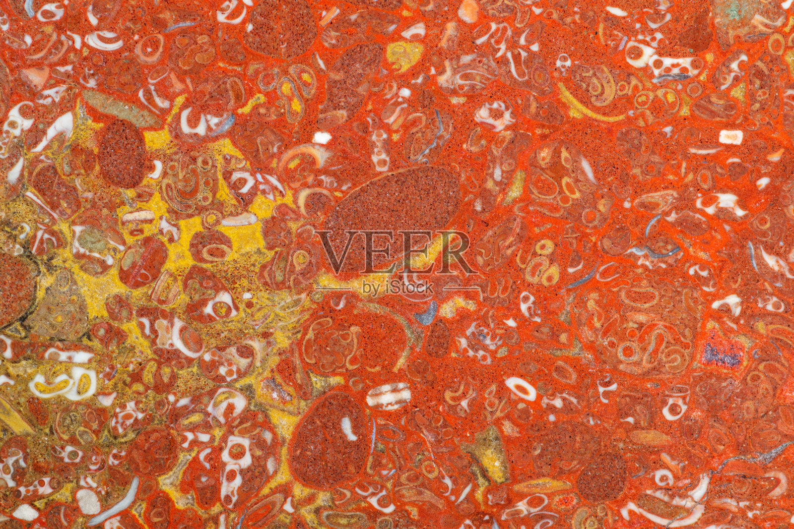 红黄相间的石灰石中充满了多种多样的化石照片摄影图片