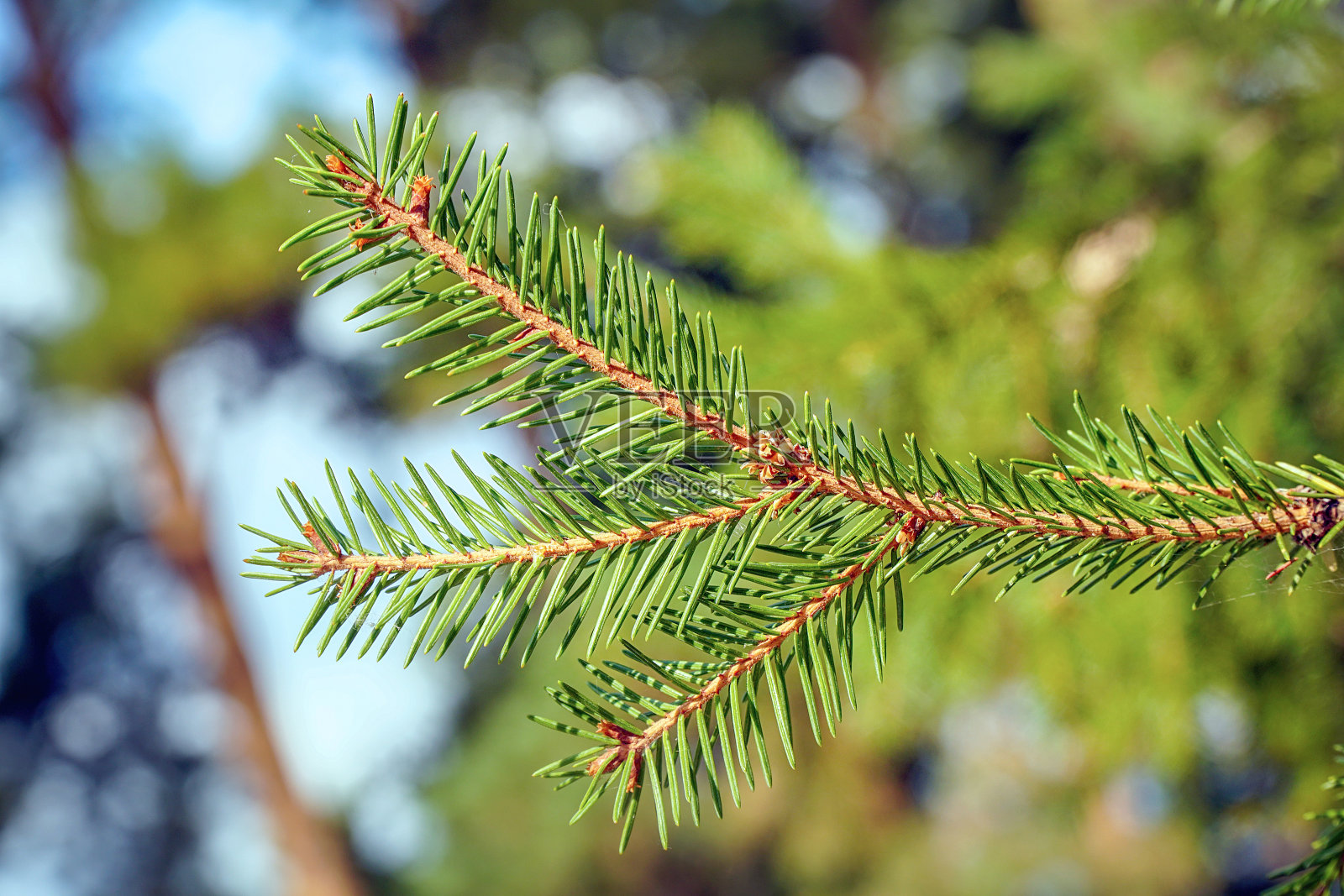 绿色的云杉树枝特写。圣诞树上的针。松树特写照片摄影图片