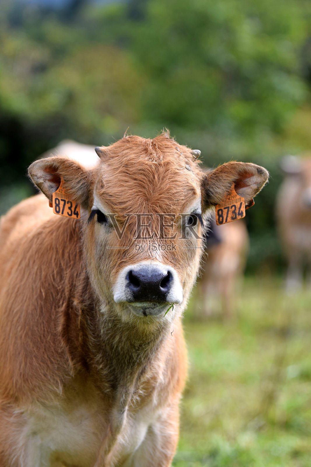 奥布拉克， 新照片摄影图片