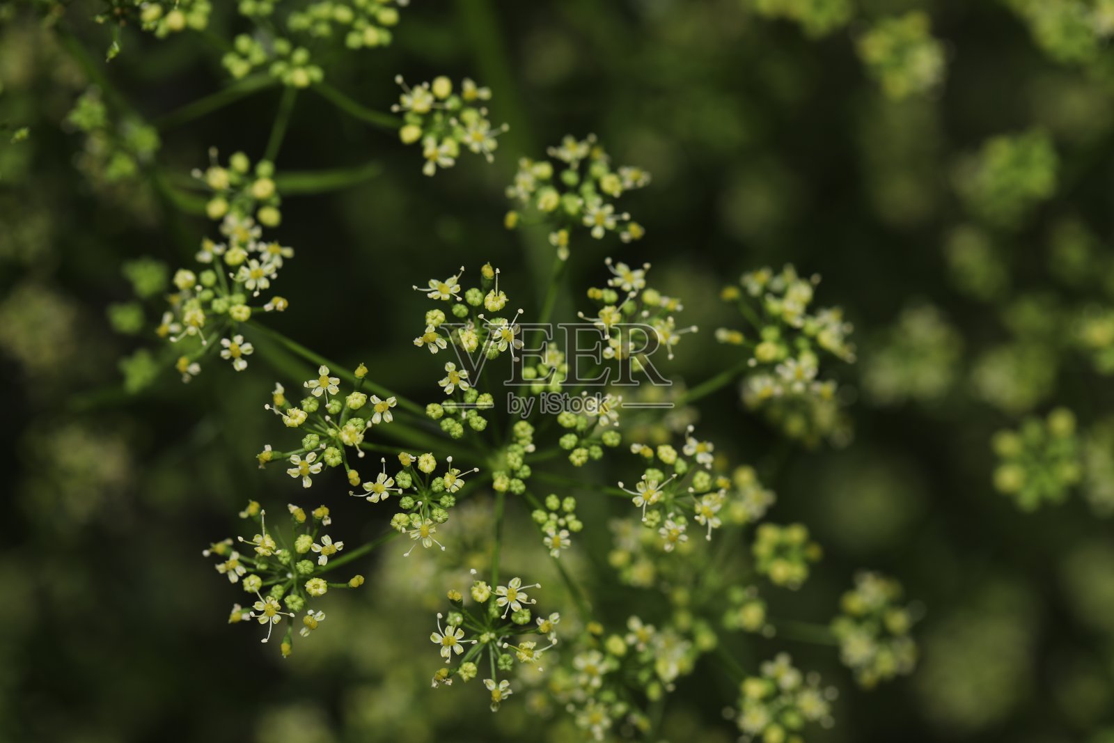 精致的欧芹花照片摄影图片