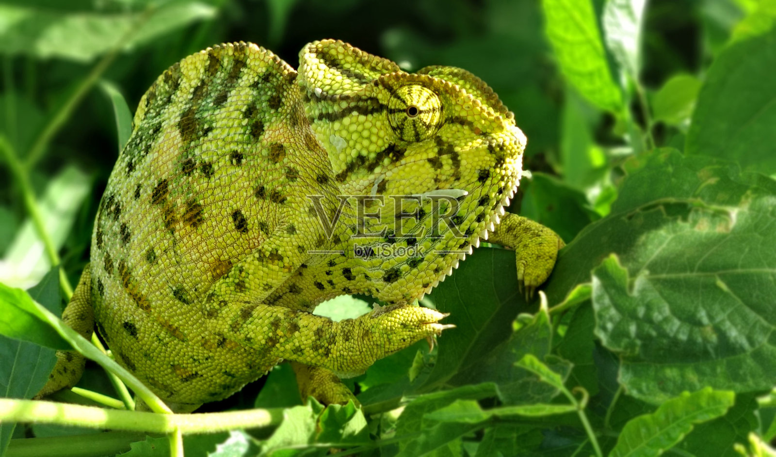 颜色变化的变色龙照片摄影图片