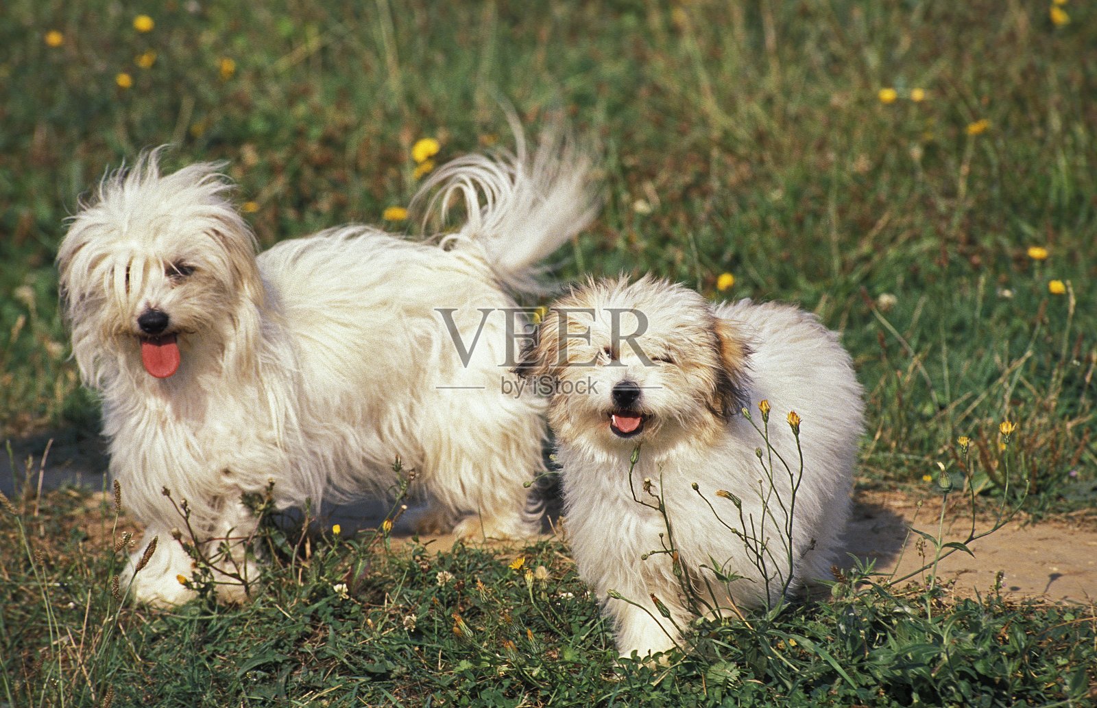 草地上的狗特写镜头照片摄影图片