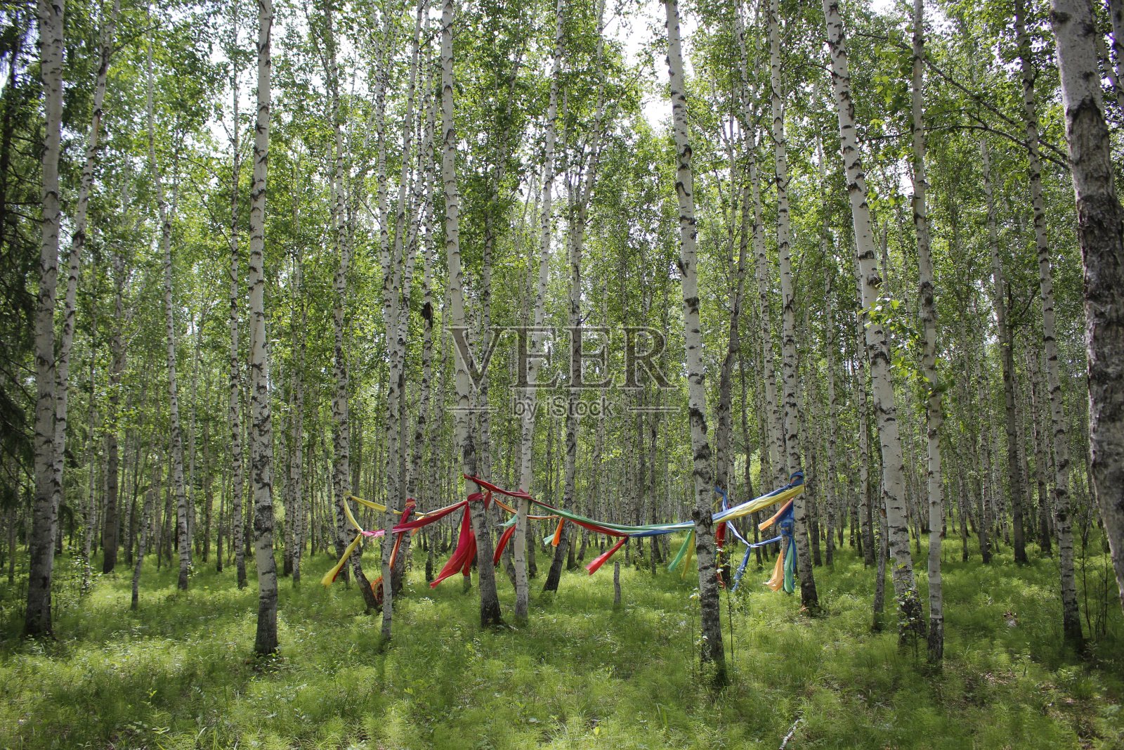 桦林照片摄影图片