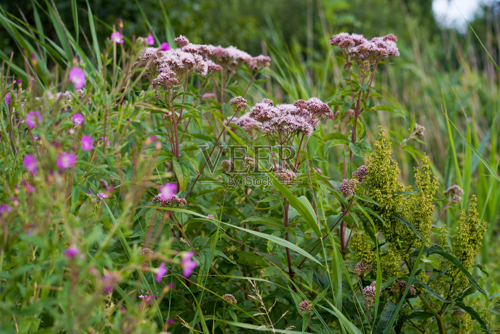 月亮在屋顶上照片摄影图片