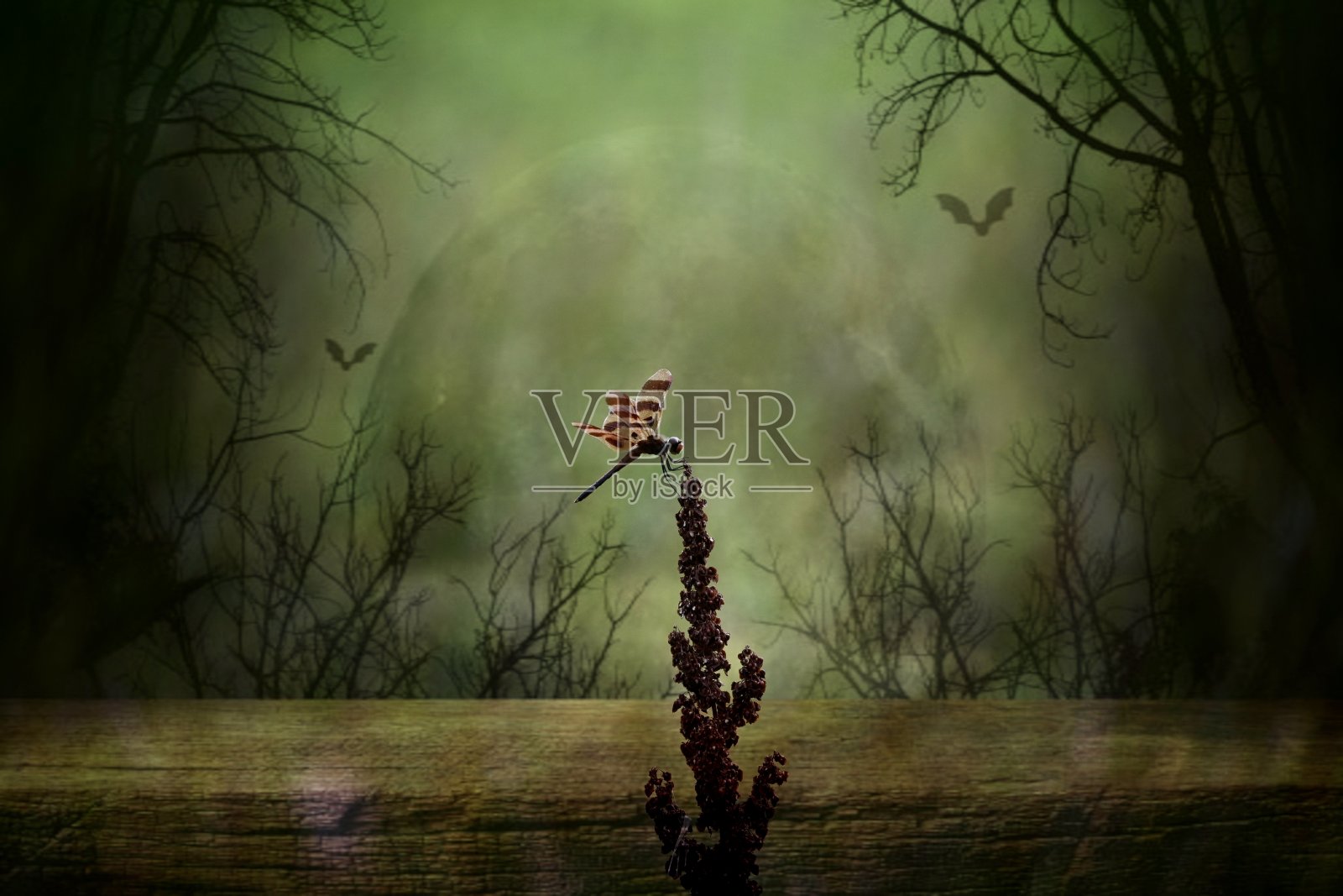 蜻蜓栖息在一株植物上照片摄影图片