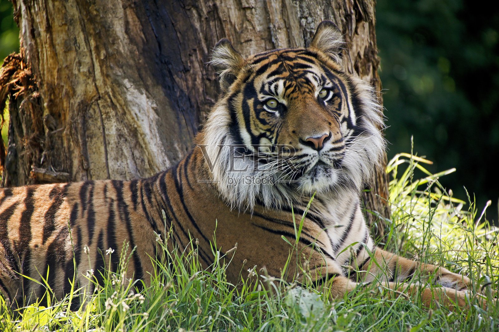 苏门答腊虎，苏门答腊底格里斯虎，雄性产卵照片摄影图片