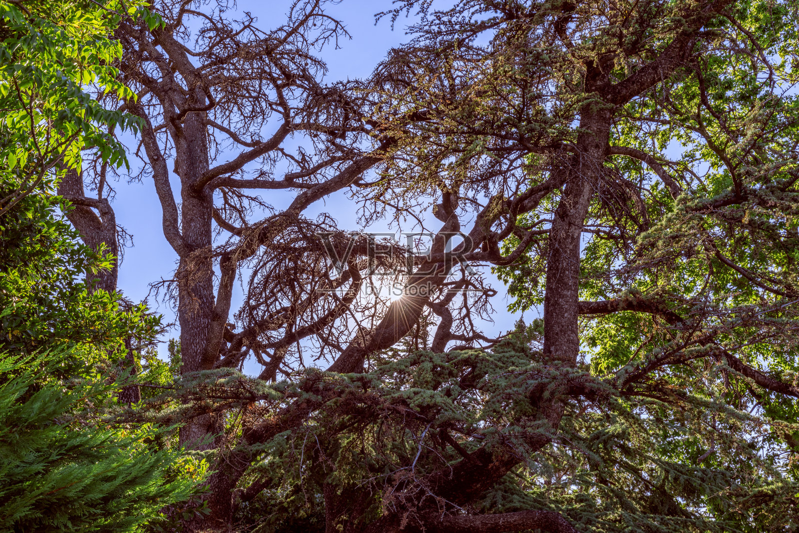 美丽的树枝和阳光与光线照片摄影图片