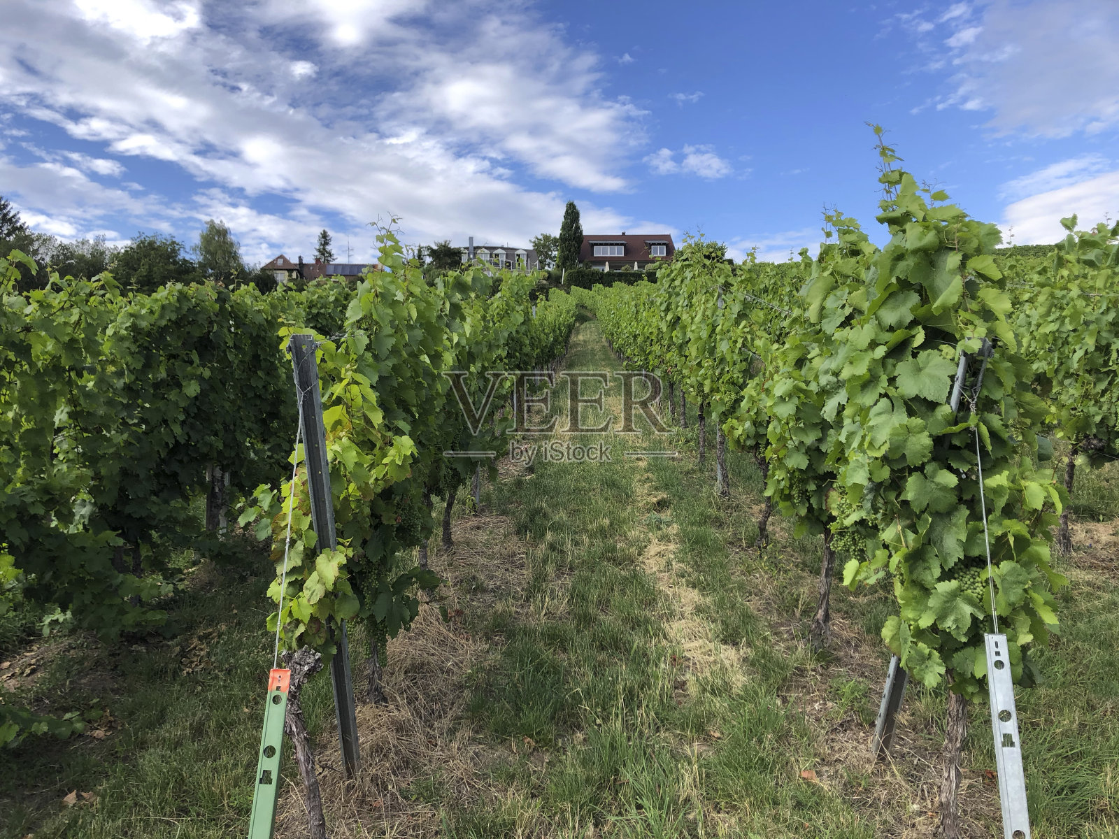 葡萄园照片摄影图片