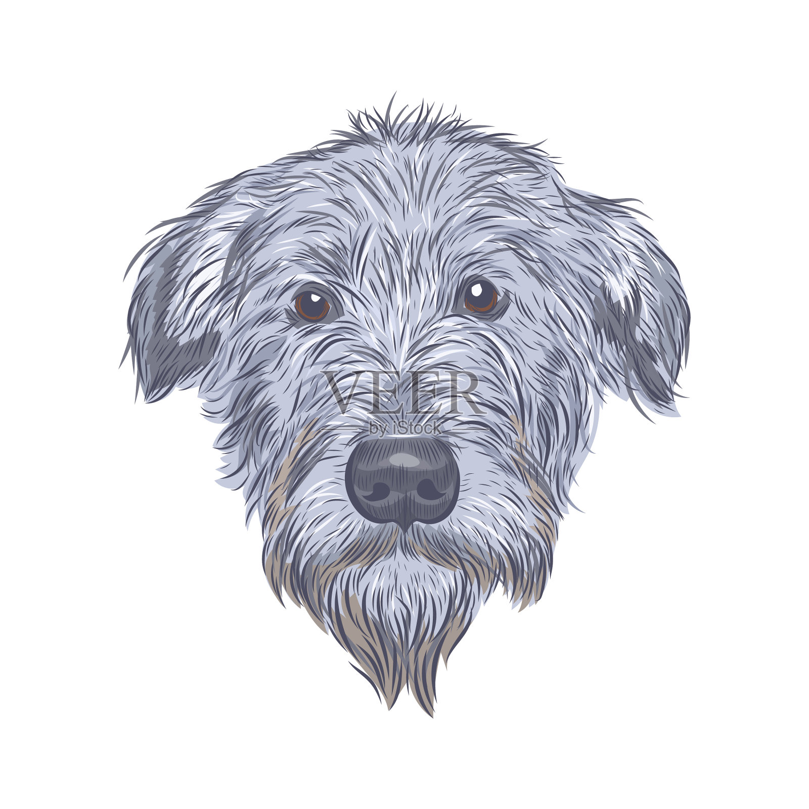 爱尔兰猎狼犬头孤立在白色设计元素图片