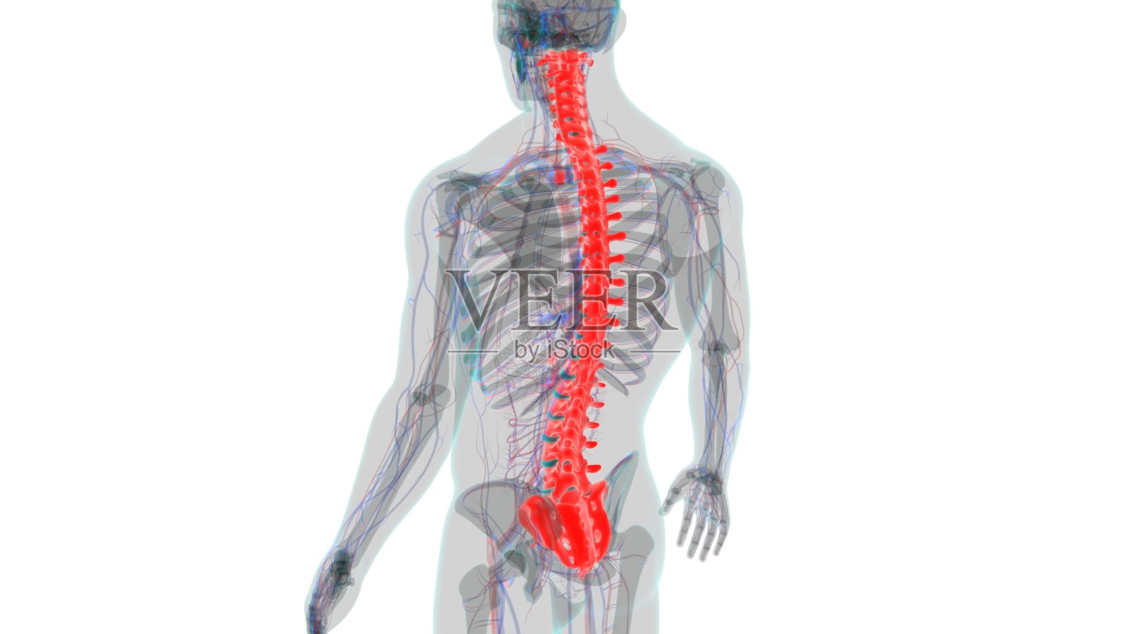 人体骨骼、脊柱、脊椎解剖照片摄影图片