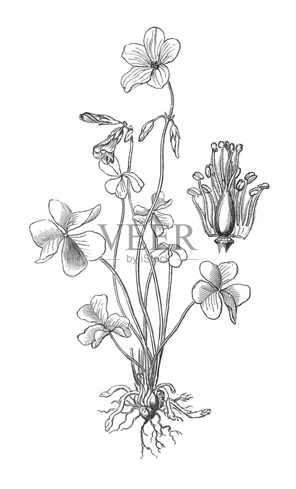 古董插图-花插画图片素材