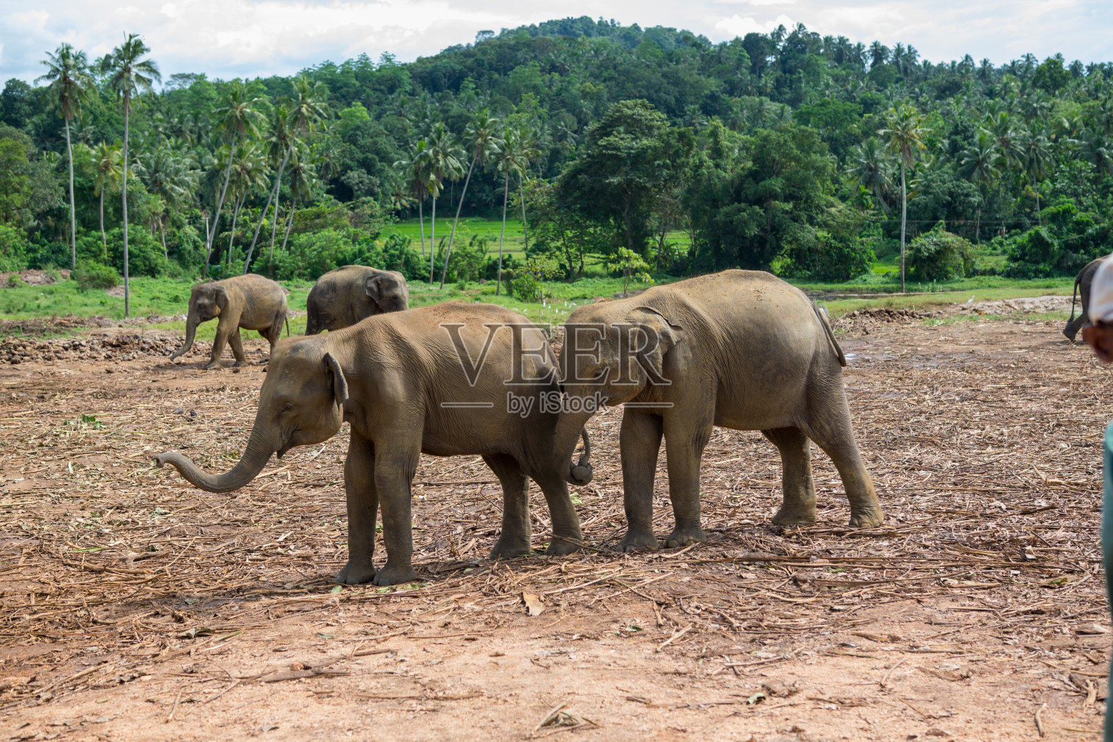两只小象在玩耍。照片摄影图片