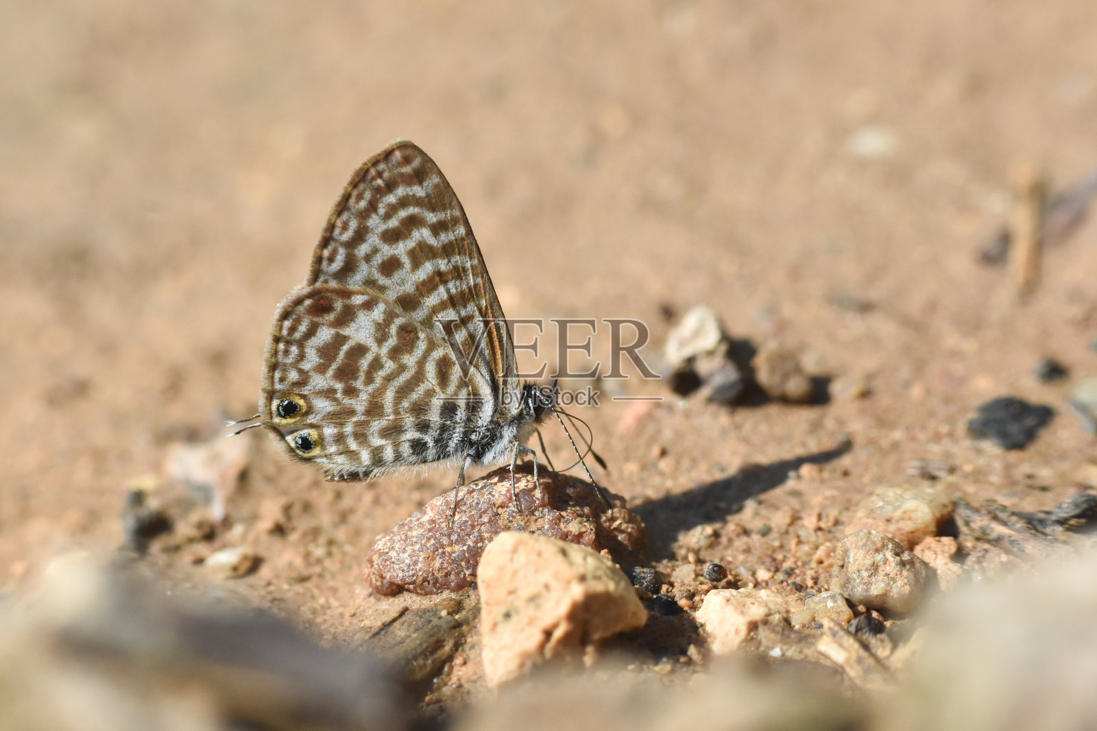 朗氏短尾蓝蝴蝶照片摄影图片