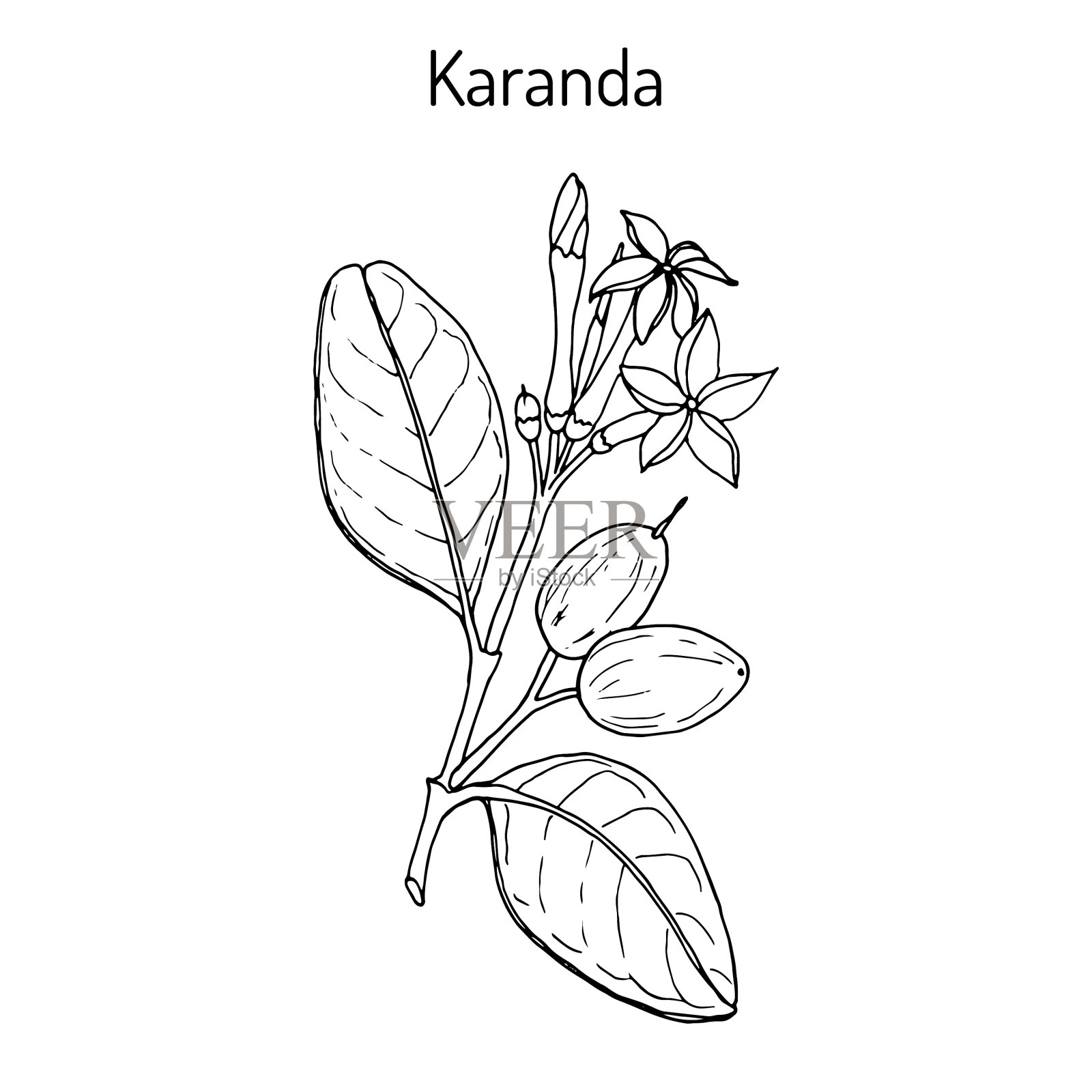 药用植物卡兰达插画图片素材